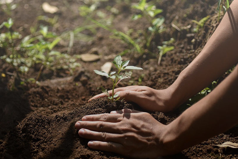 Someone plants a tree in a field.